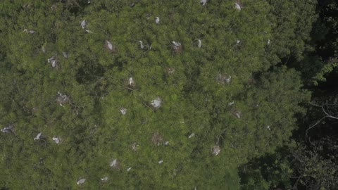 Aerial Footage of a Trees