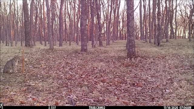 November bobcats