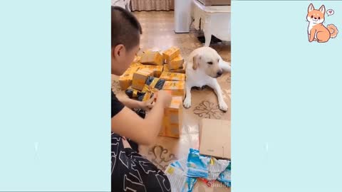 Cute Funny Dogs Compilation#1