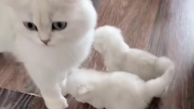 Cat Family | Cute Little Kittens With Mama | Adorable Pets