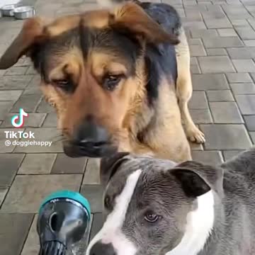 Dog dancing trending tiktok music