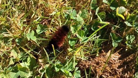 Banded Woolly Bear