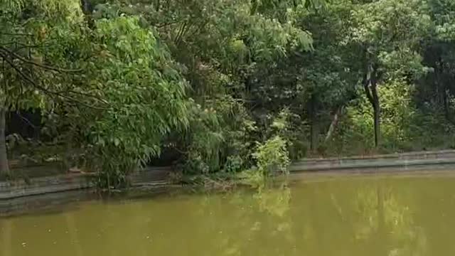 Wide and beautiful pond ripples