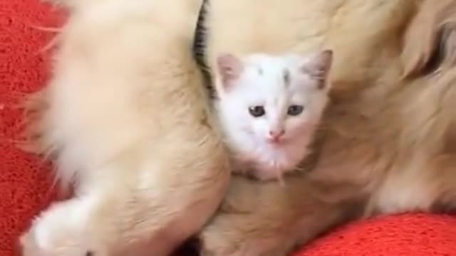 Serie vida de gato #3