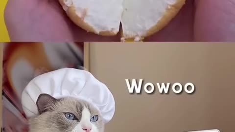 Cute chef cat