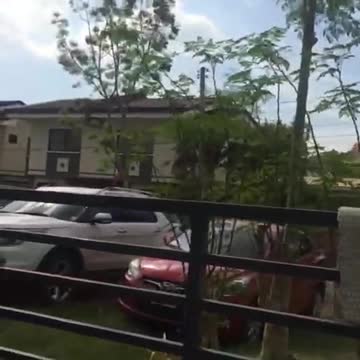 Lucky charm Fish- Japanese Koi