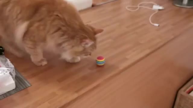 Funny Cats - Siberian Cat