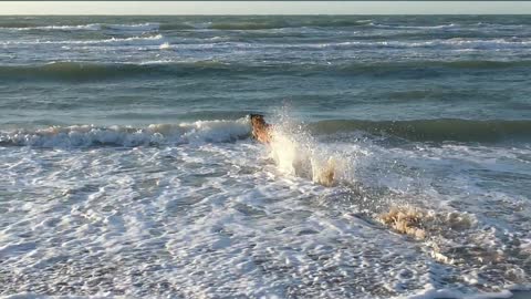 Dog play in the water