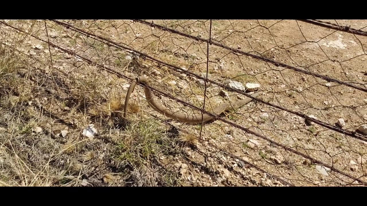 Local snake catcher removes snake from vehicle