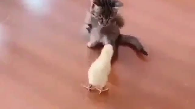 Cute cat fun with baby chicken.funny cat.