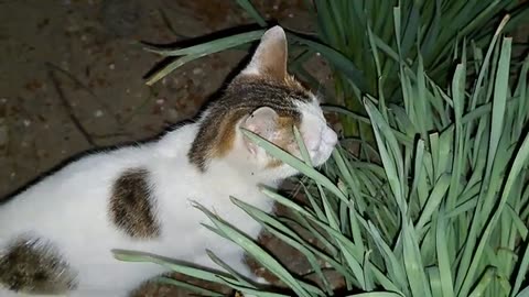 A cute cat is looking for insects. This cat caught an insect and ate it.