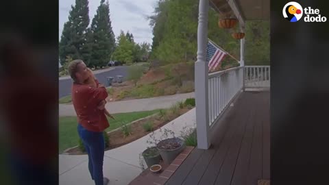 Neighborhood Cat Brings His Friends To Meet His Favorite Girl _ The Dodo