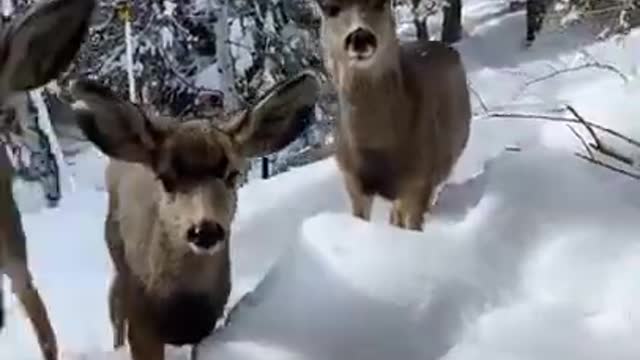 Herd of deer on the balcony of the house