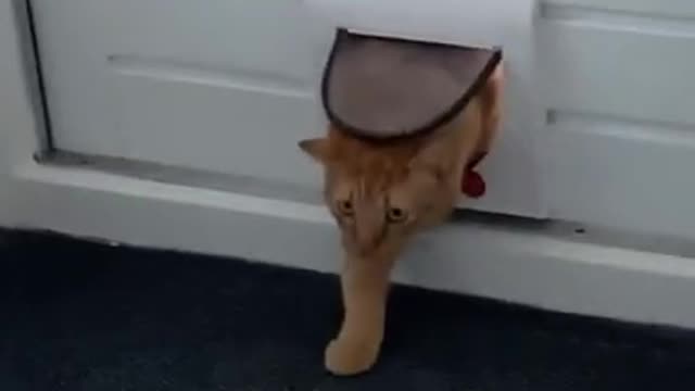 Street cat enters the wrong house 😼