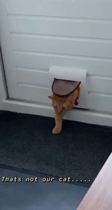 Street cat enters the wrong house 😼