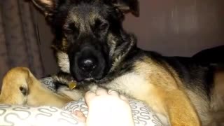 Greedy dog demands more belly rubs