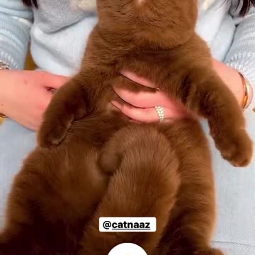 Have you seen a brown cat to this Nazi?