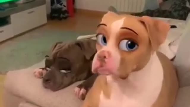 Funny Dog video