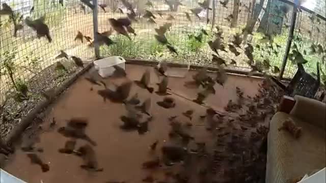 Zebra Finches in the heat