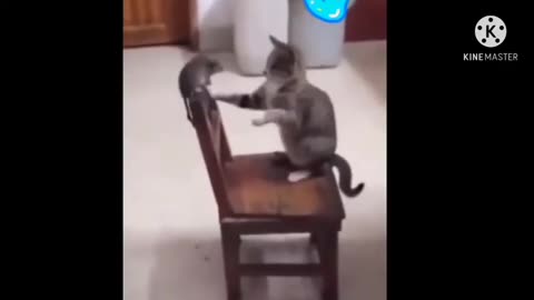 animals funny videos || animals comedy