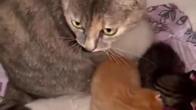 Sound that attract cats - Meow to make cats come to you