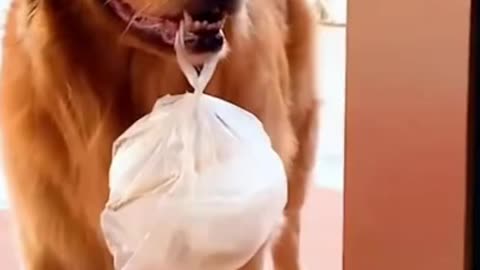 Stunning "Dog Delivers lunch to his owner"