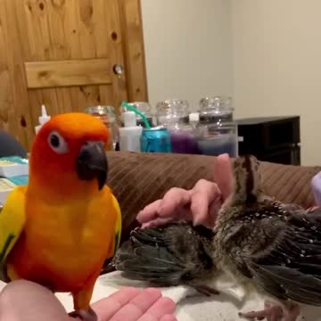Parrot not a fan of meeting his turkey cousins...