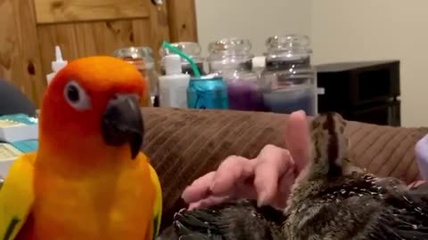 Parrot not a fan of meeting his turkey cousins...