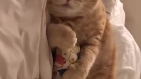 Cute Sleeping Kitty Cat