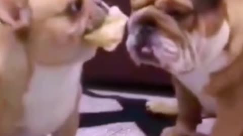 the bullying dog