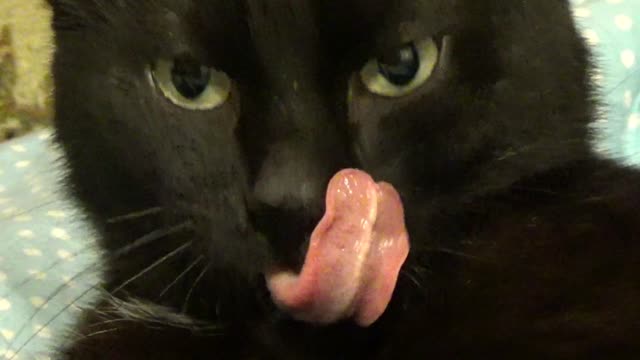 cat video