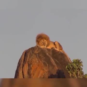 Lion King Conquers the Peak Through the Lens