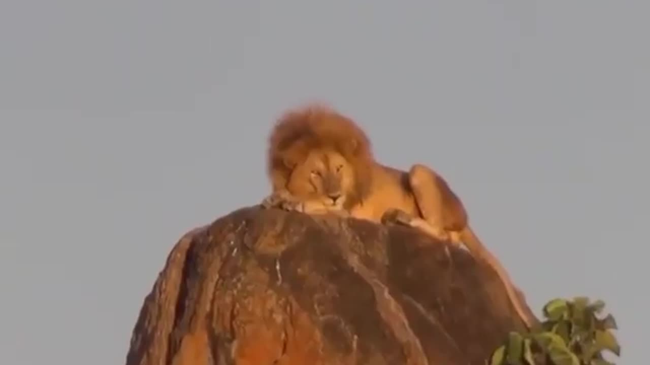 Lion King Conquers the Peak Through the Lens