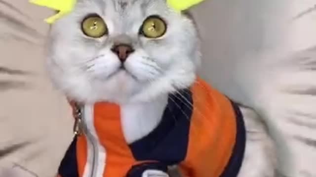 Cute cat funny Naruto Cosplay , funny pets videos ,cute animals, compilations #short 2