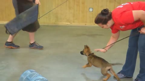 Super power puppy | dog training