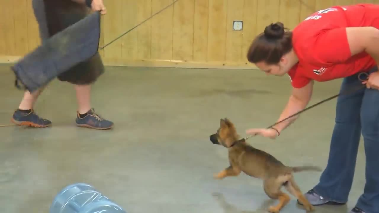 Super power puppy | dog training