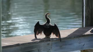 Cormorant Florida 2019