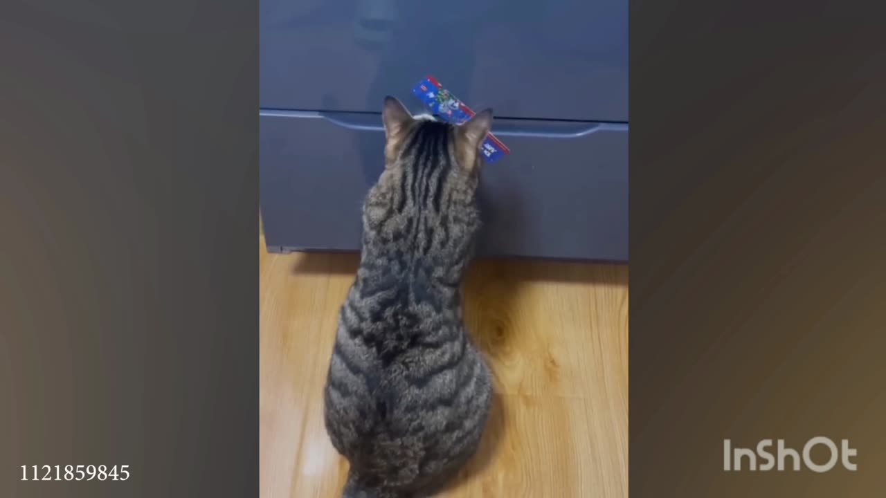 A clerk cat 😉
