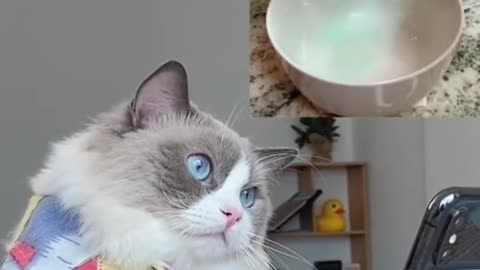 😄Cute 🐱 cat funny video 😄🥰