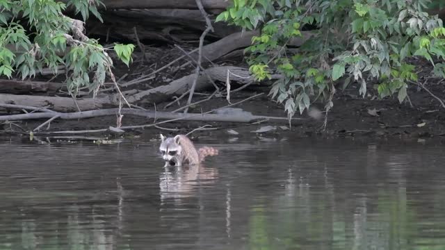 Raccoon in the river.