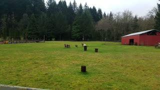 Goats Eating Fir Branches