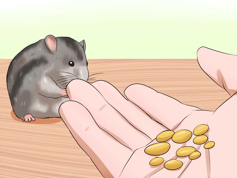 How To Handle A Hamster Without Getting Bitten