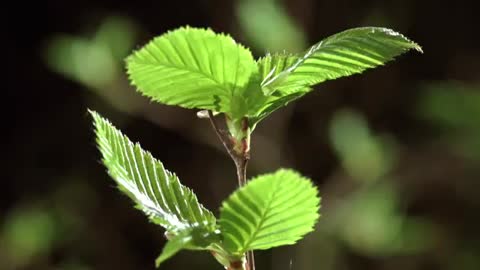 Timelapse SPRING AWAKENING blooming flowers, growing plants. David Attenborough's opinion