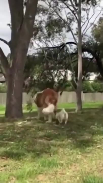 St. Bernard dog - Loving, gentle and tolerant in spite of its size💗🐕🐶🐶 #shorts