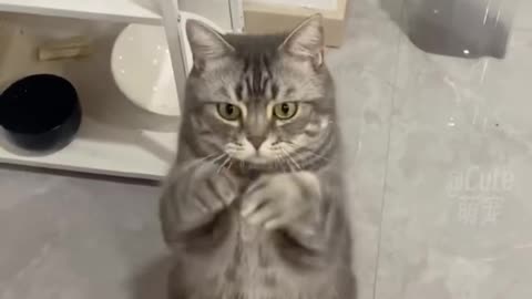 Funny Cat Videos || Cat Funny Reaction Dance #catdance #funnycat