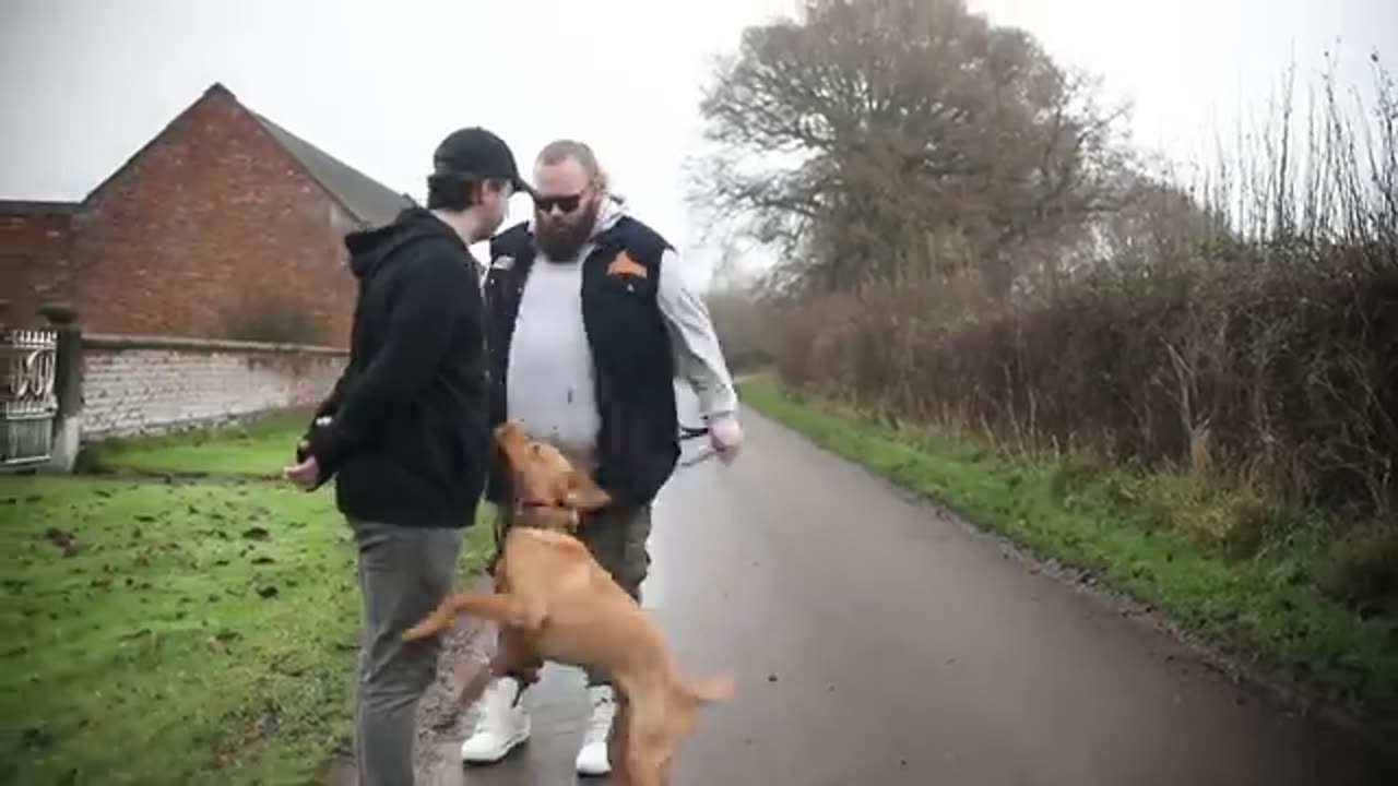 Teach your dog to jumping up from two easy step