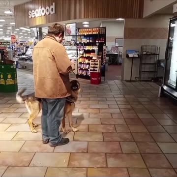 Service dog in public!