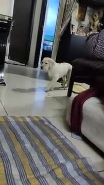 Labrador Boy Learning very fast