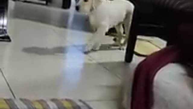 Labrador Boy Learning very fast