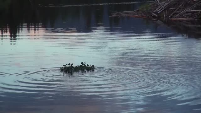 Beaver Family Swim Master Show In lake